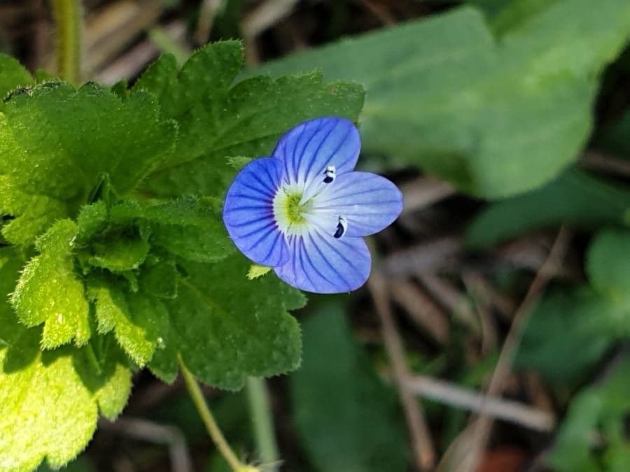 Veronica lucida 6