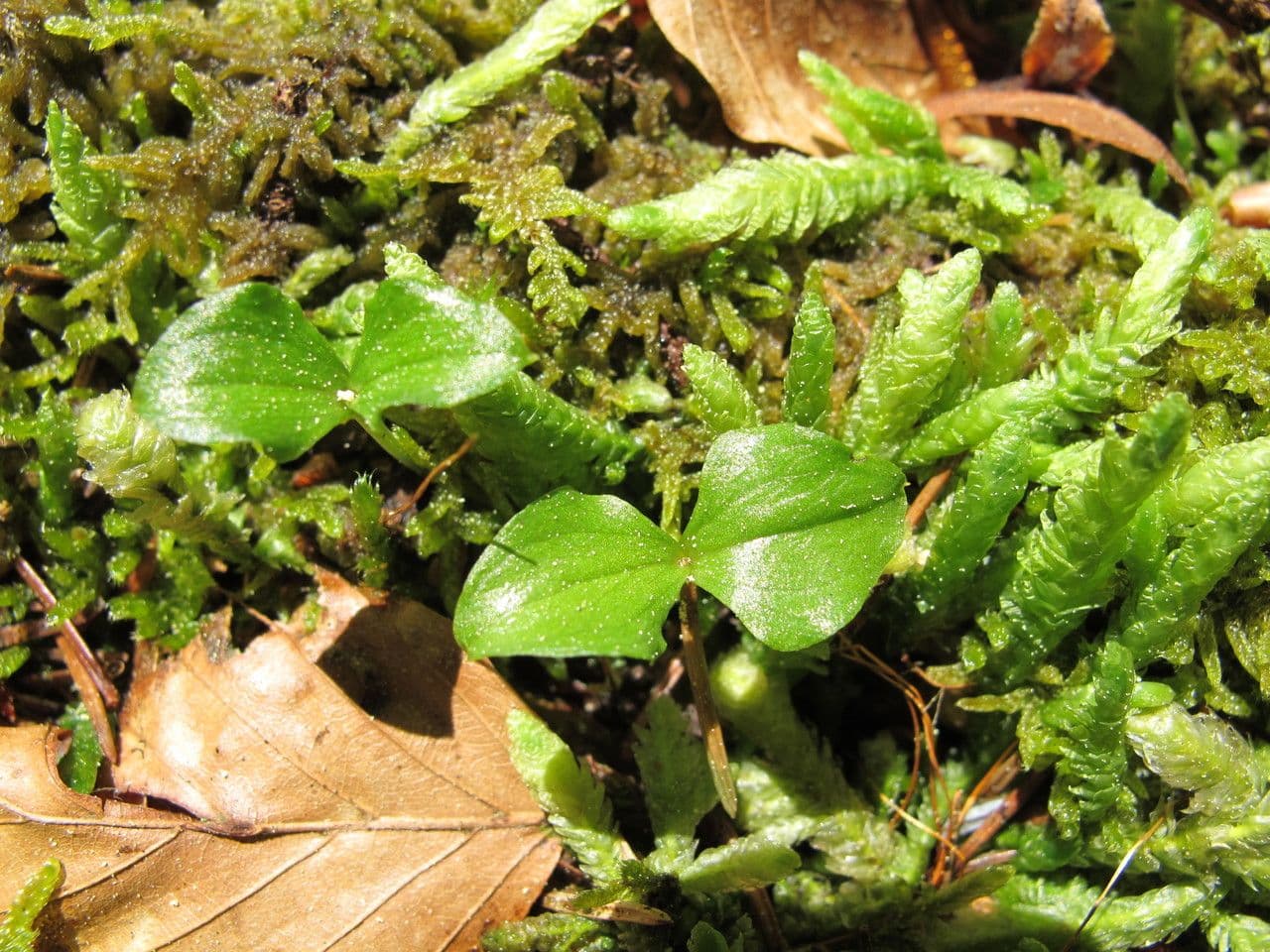 Lesser twayblade 25