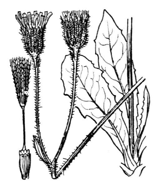 Willemetia stipitata 25