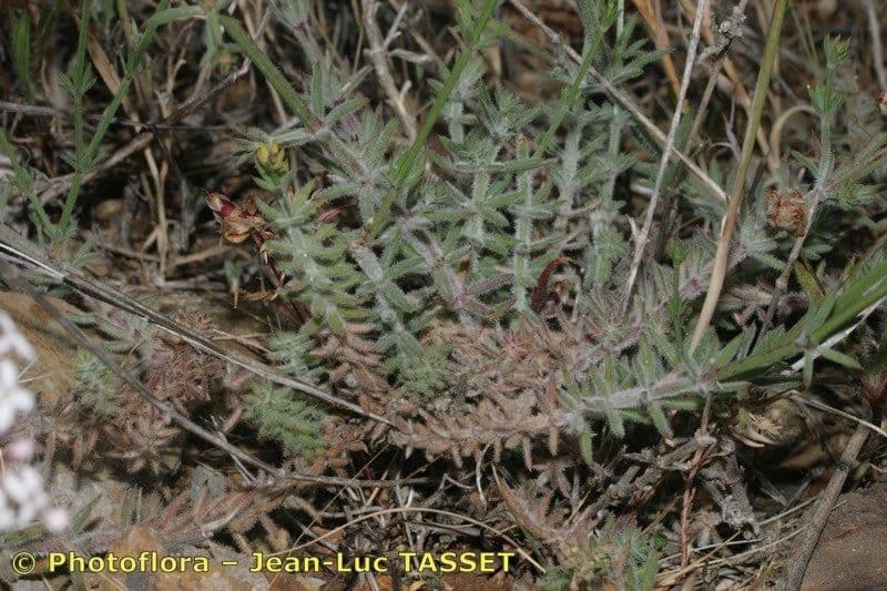 Asperula hirsuta 20