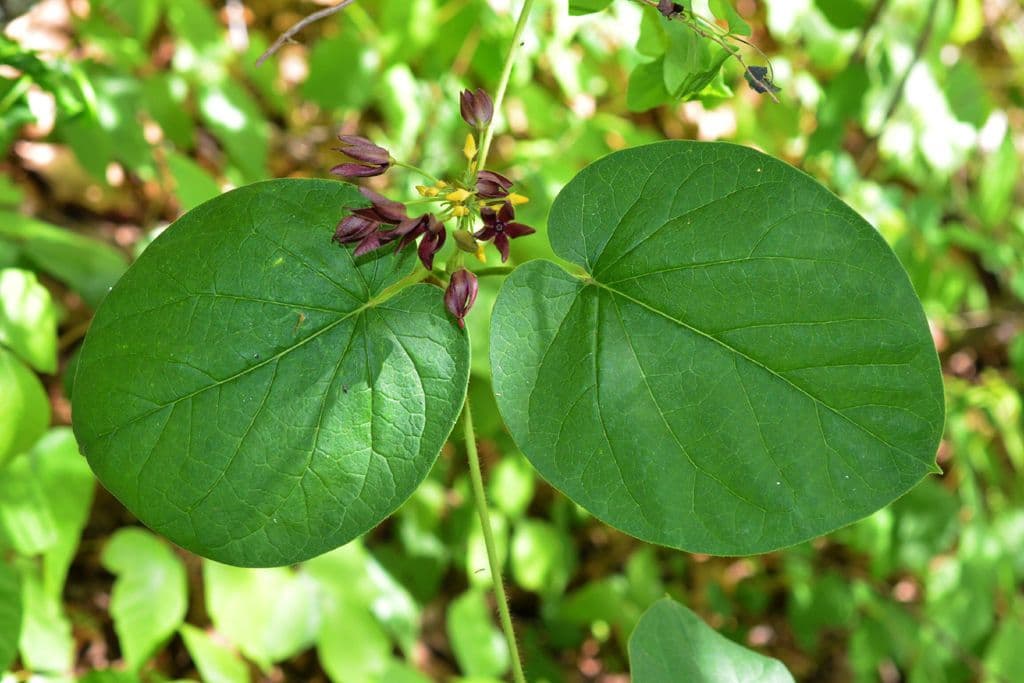 Matelea 3