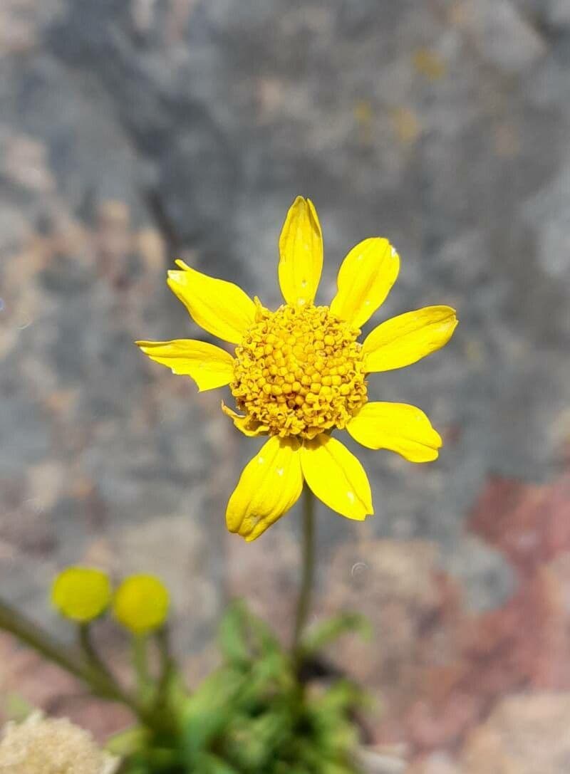 Acmella poléhavá 4