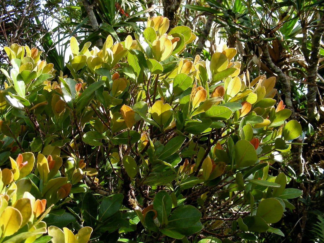 Austrobuxus 4