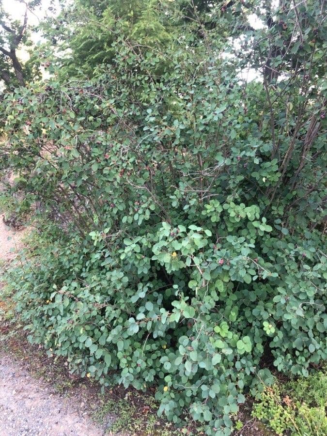Amelanchier 12