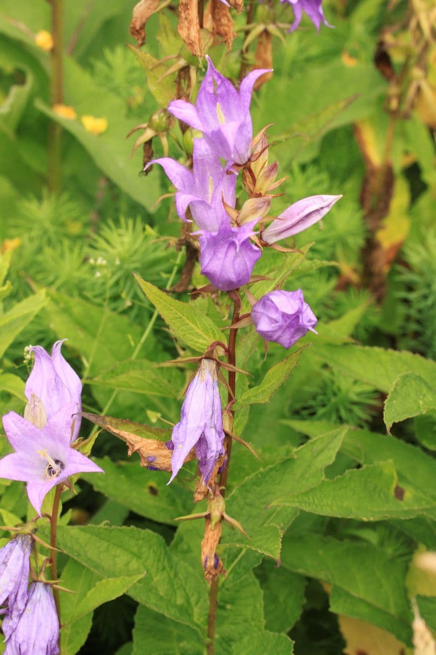 Breitblättrige Glockenblume 20