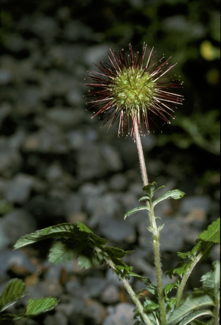Acaena 2