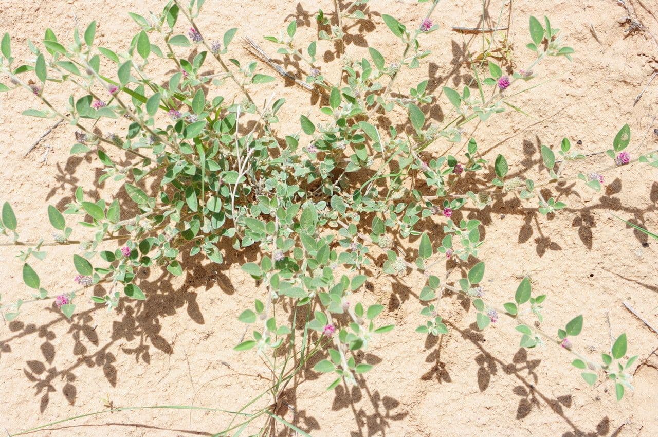 Indigofera diphylla 12