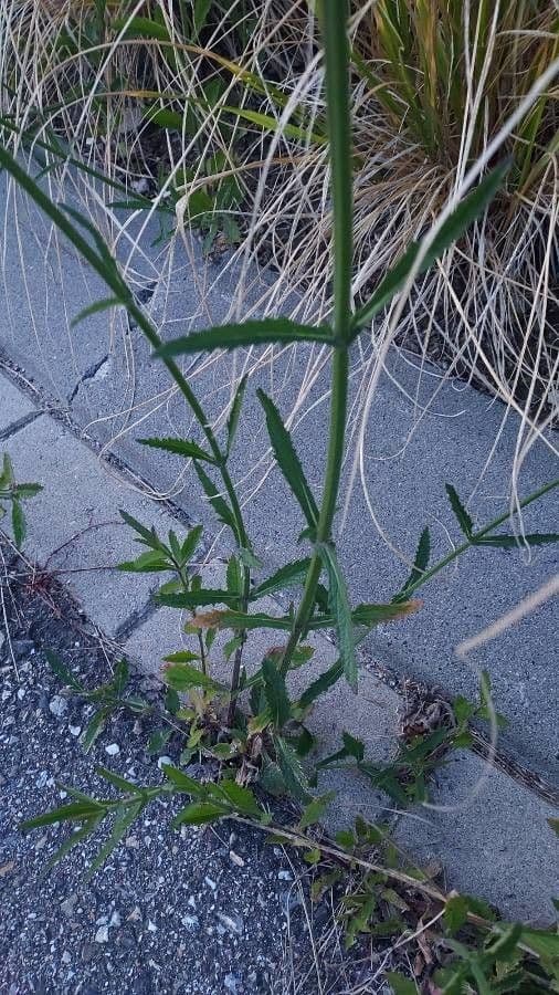 Verbena di Buenos Aires 17