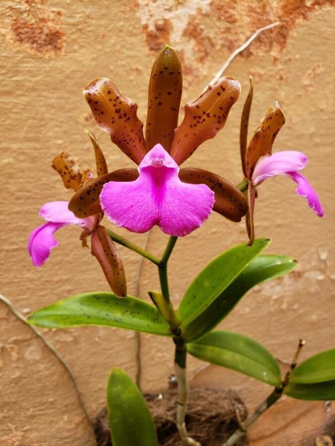 Cattleya 4