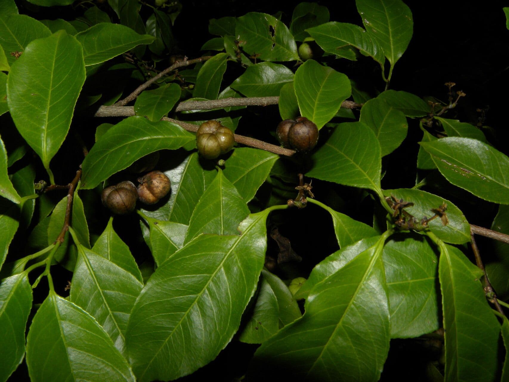 Sebastiania pavoniana 3