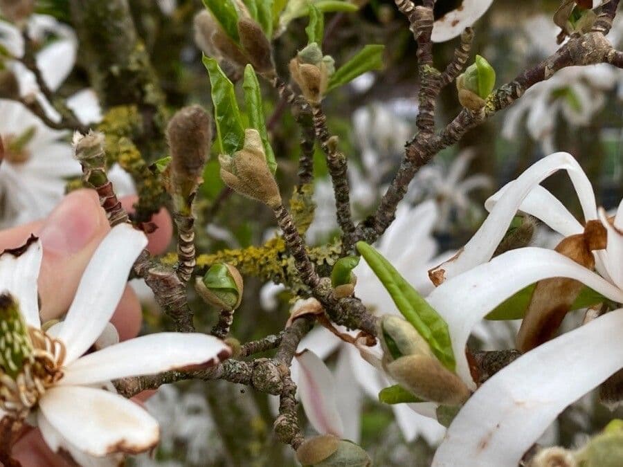 Magnolia stellata 18