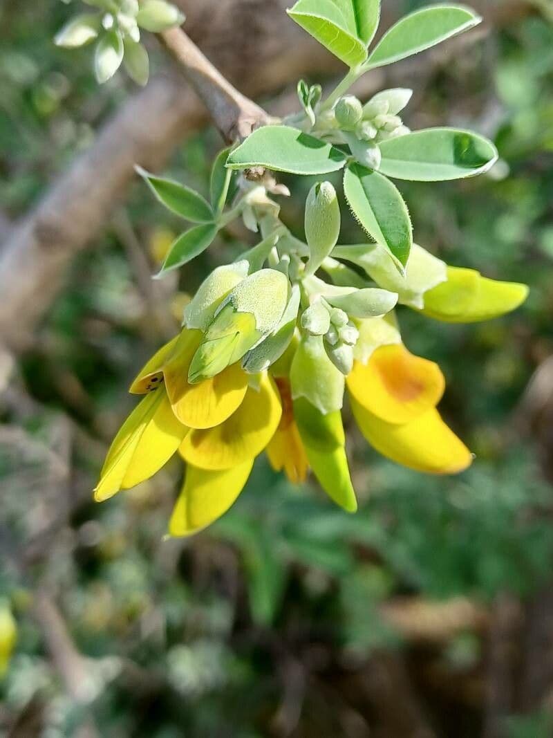 Anagyris fetida 7
