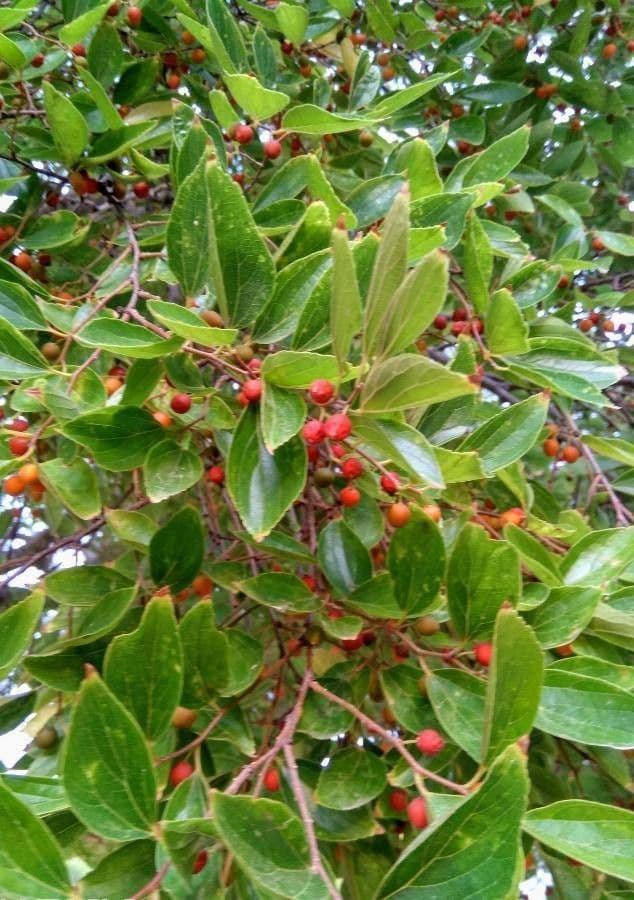 Celtis sinensis 19