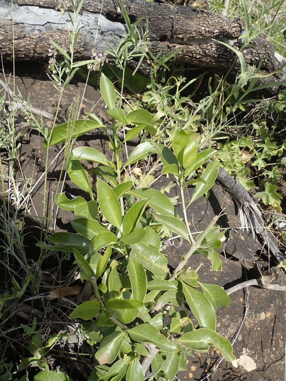 Coptosperma graveolens 23