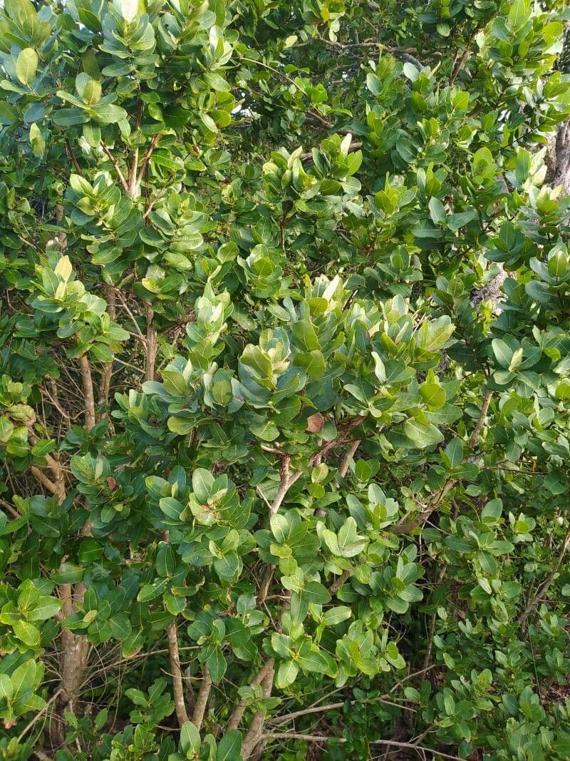 Syzygium 6
