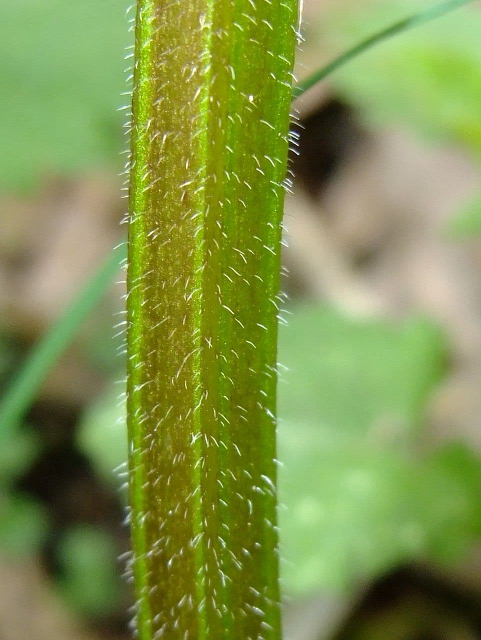 Falsa ortica macchiata 23