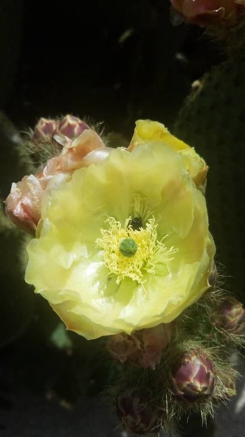 Nopal espinoso 8