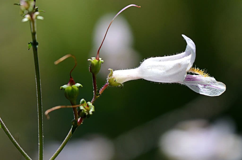 Penstemon 4