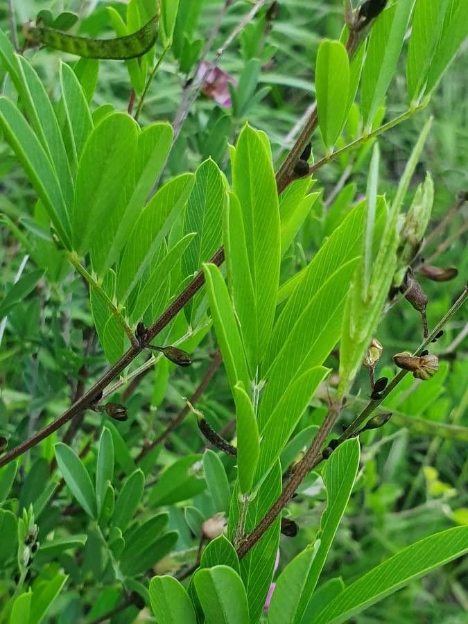 Tephrosia 11