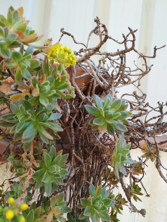 Aeonium simsii