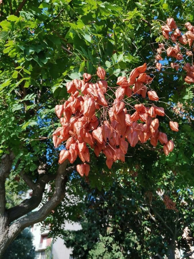 Chinesischer Lackbaum 10