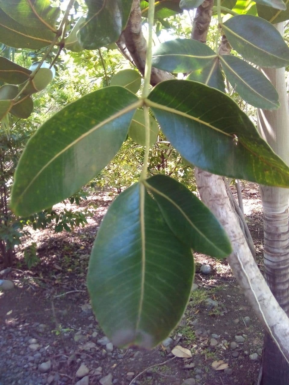 Polyscias 29