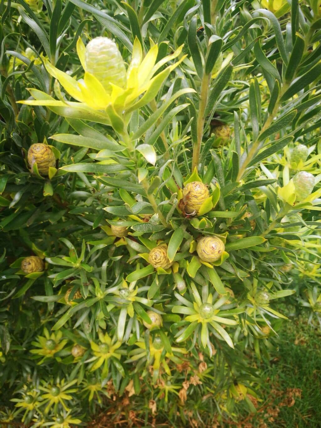 Leucadendron 2
