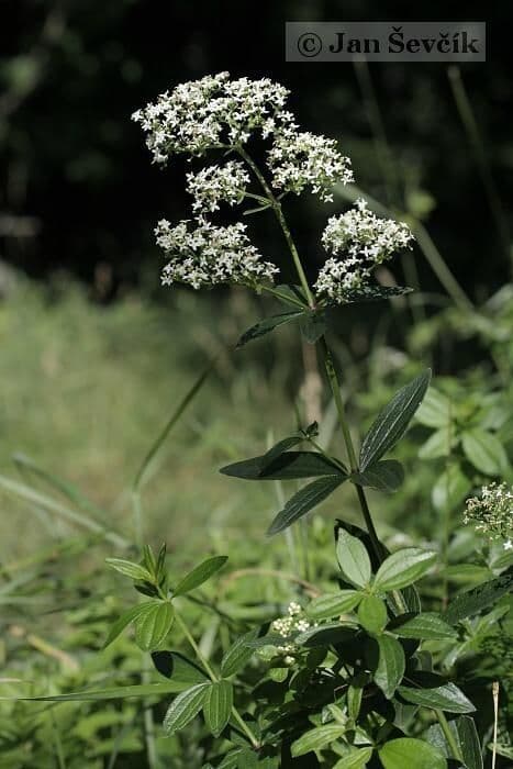 Przytulia rubioides 10