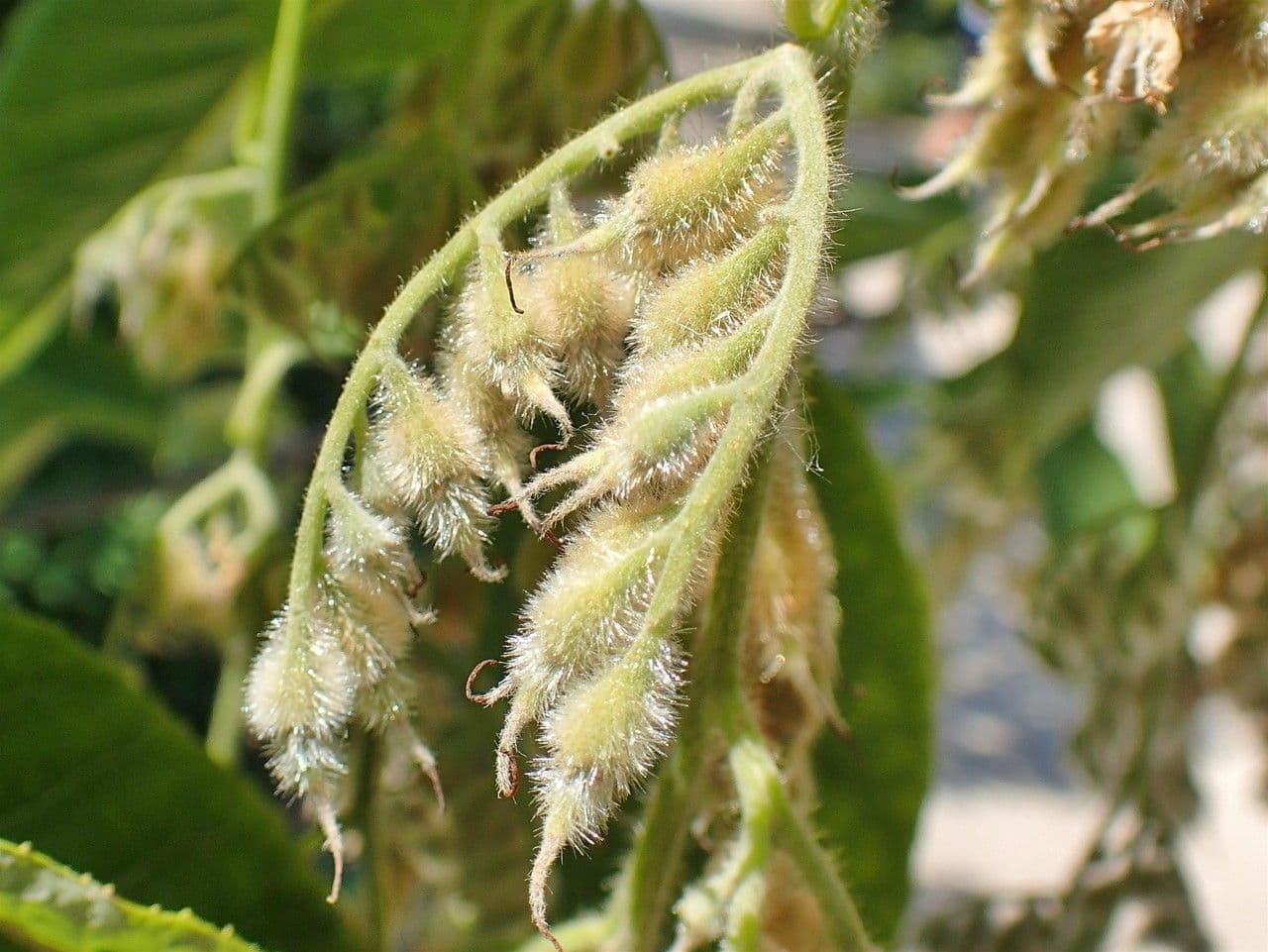 Pterostyrax hispidus 5