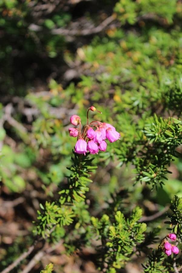 Phyllodoce rosata 5