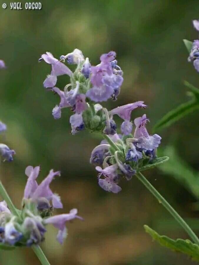 Nepeta