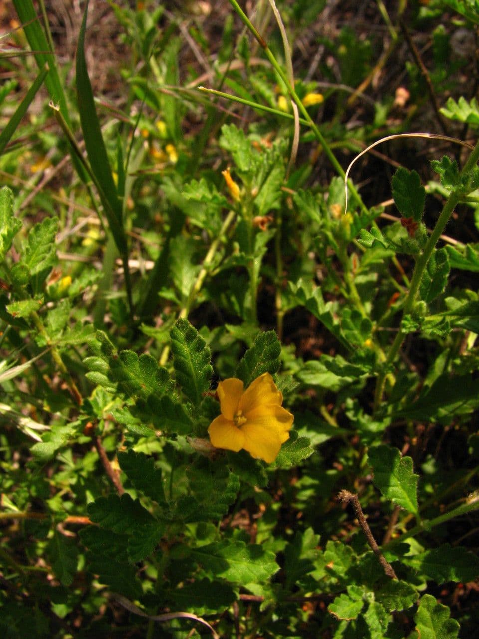 Turnera diffusa 8