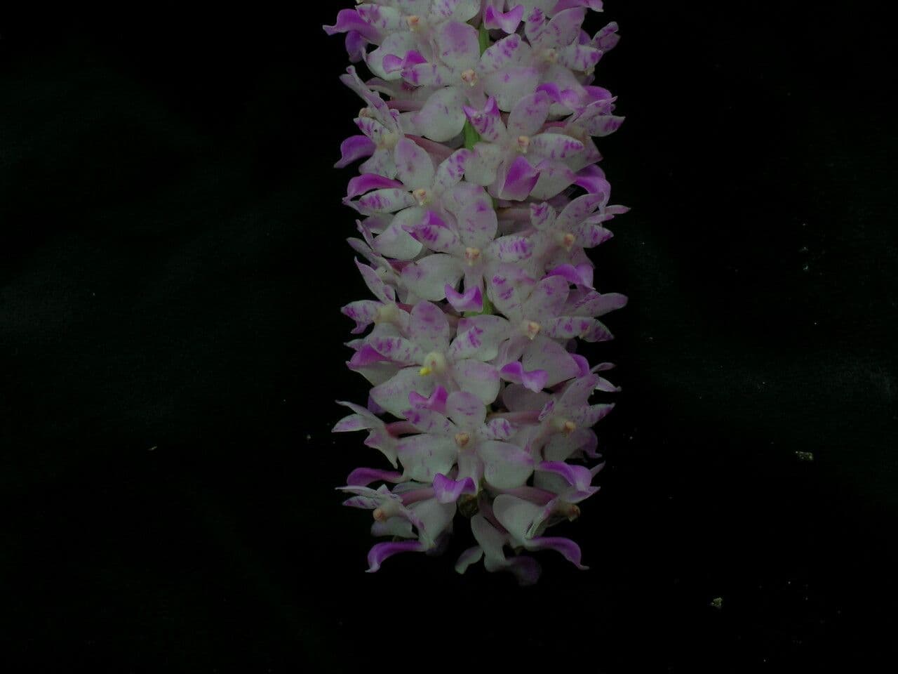 Fuchs-Orchidee 6