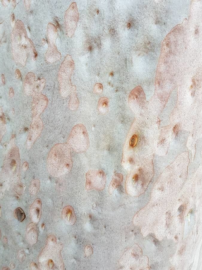 Angofora 2