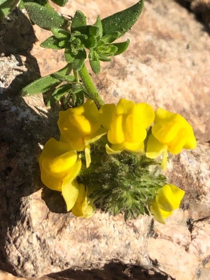 Linaria saxatilis 4
