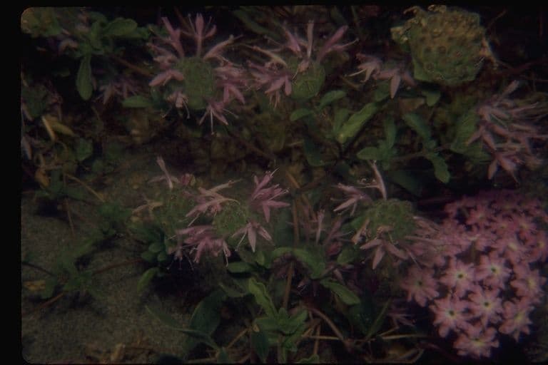 Monardella ondulata 8