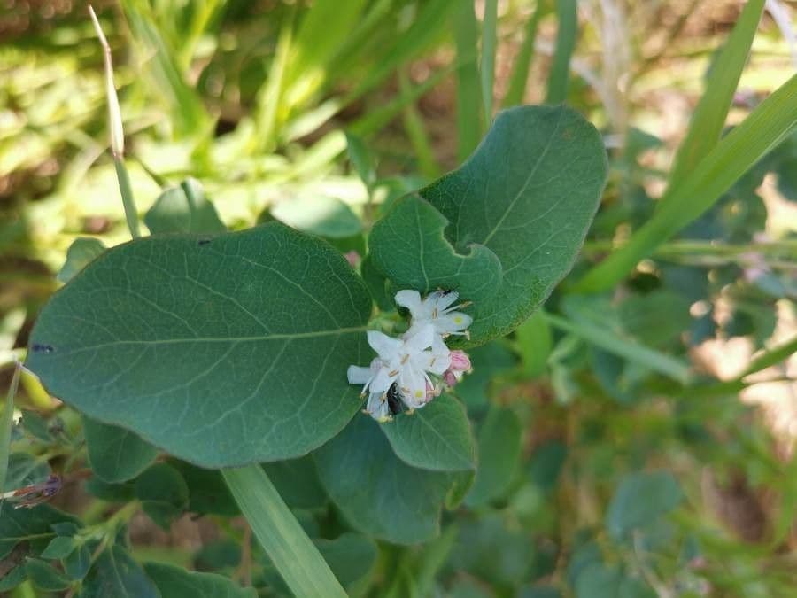 Symphoricarpos occidentalis 9