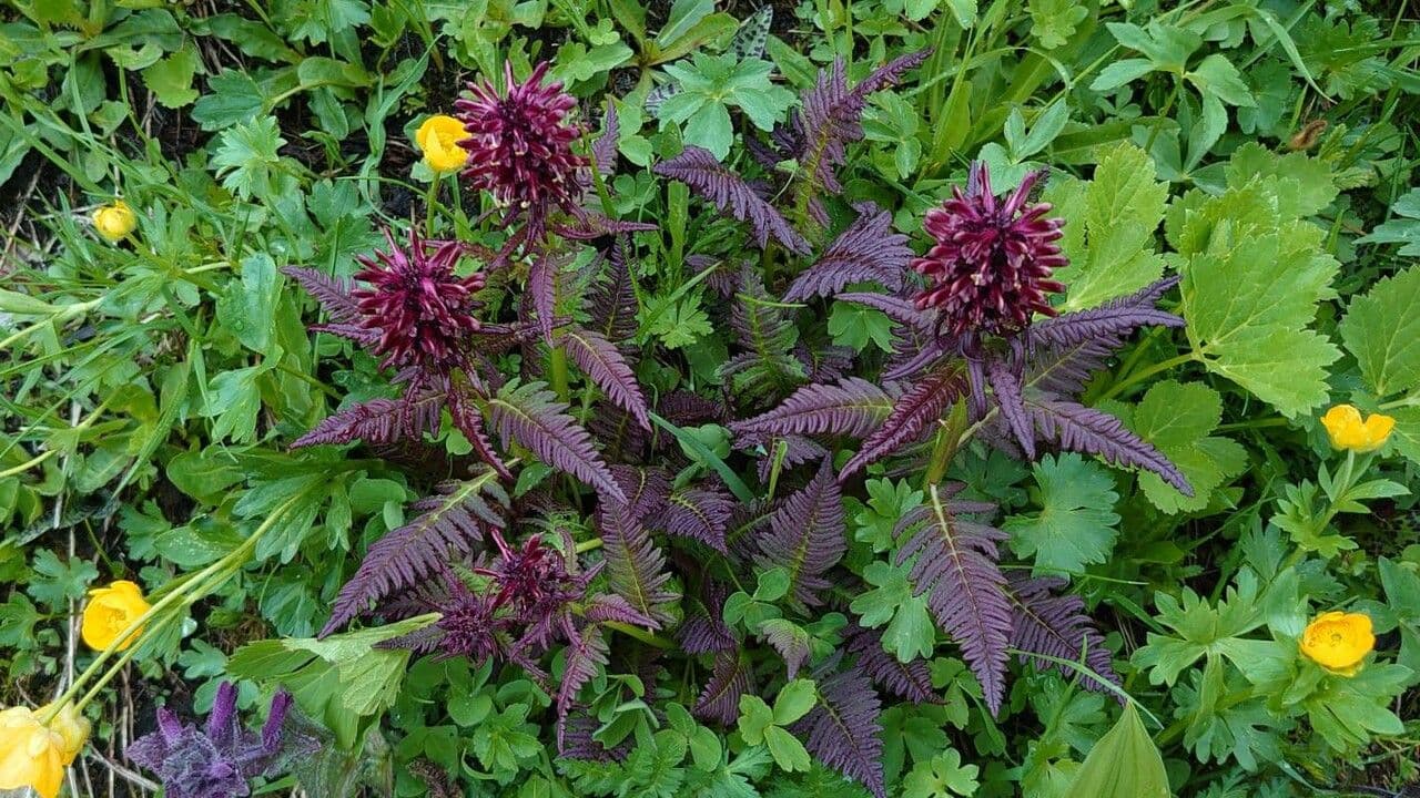 Pedicularis senza becco 14
