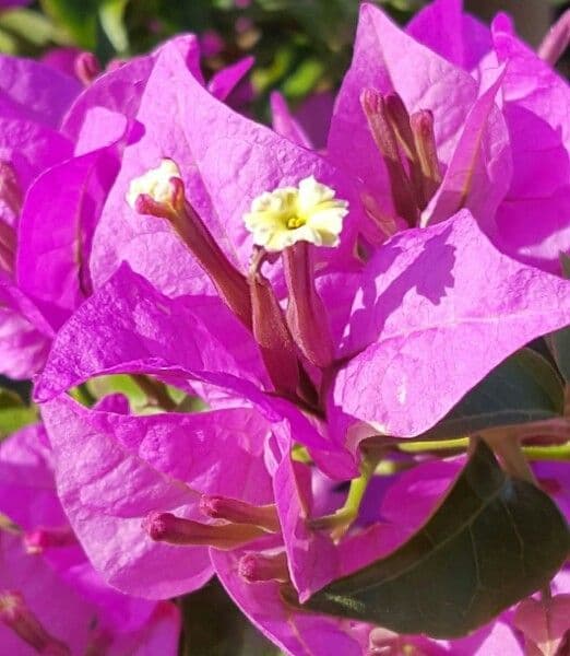 Bugenvilea 9