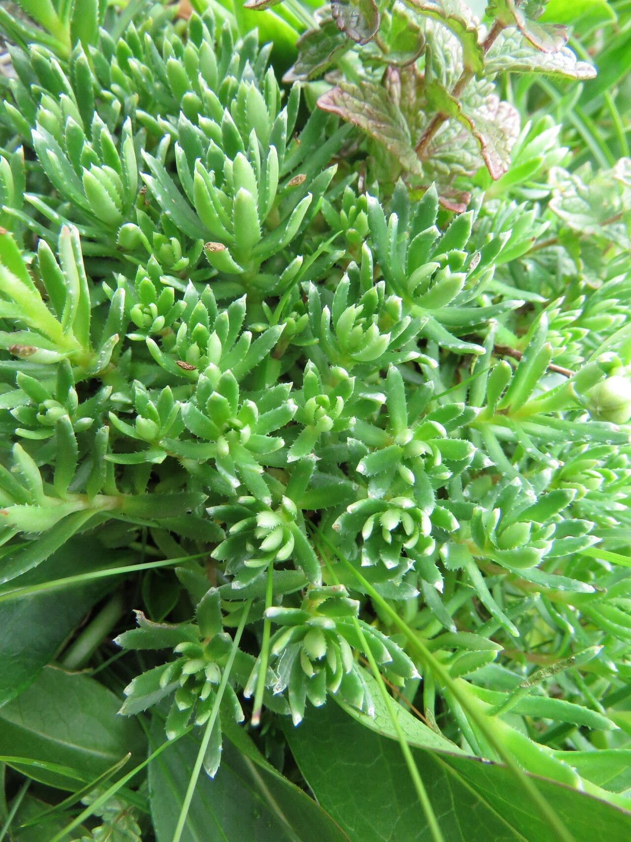 Sassifraga gialla 17