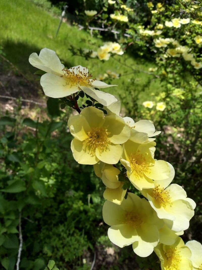 Rosa gialla 8