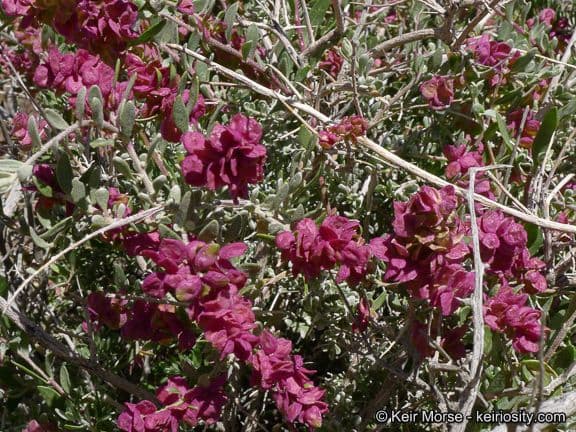 Grayia spinosa 11