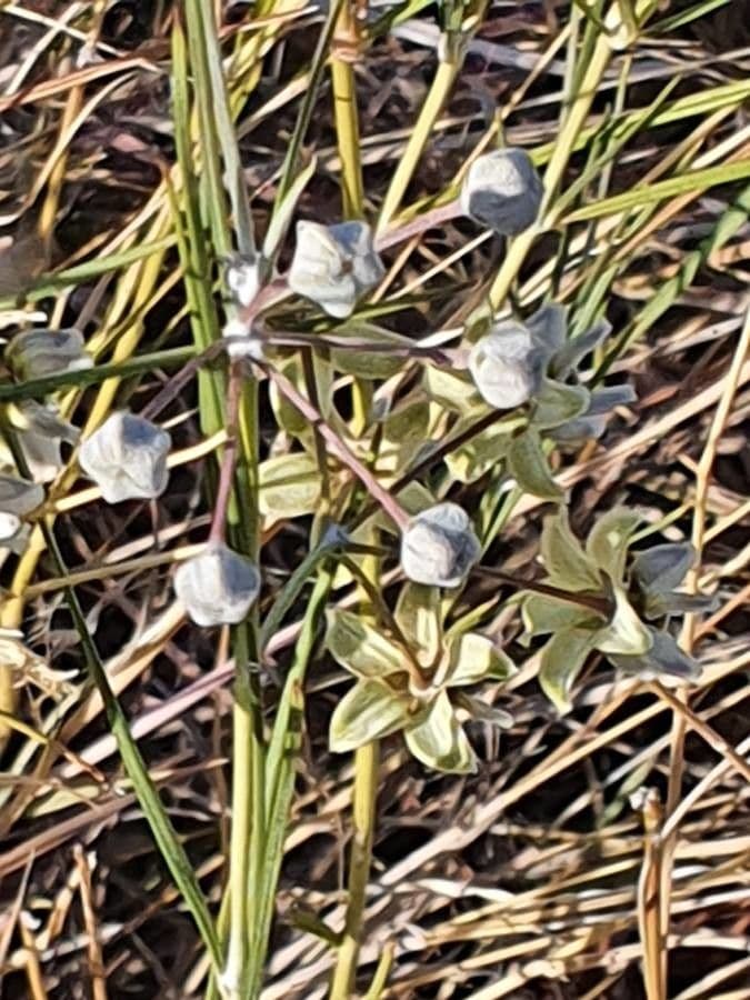 Gomphocarpus 24
