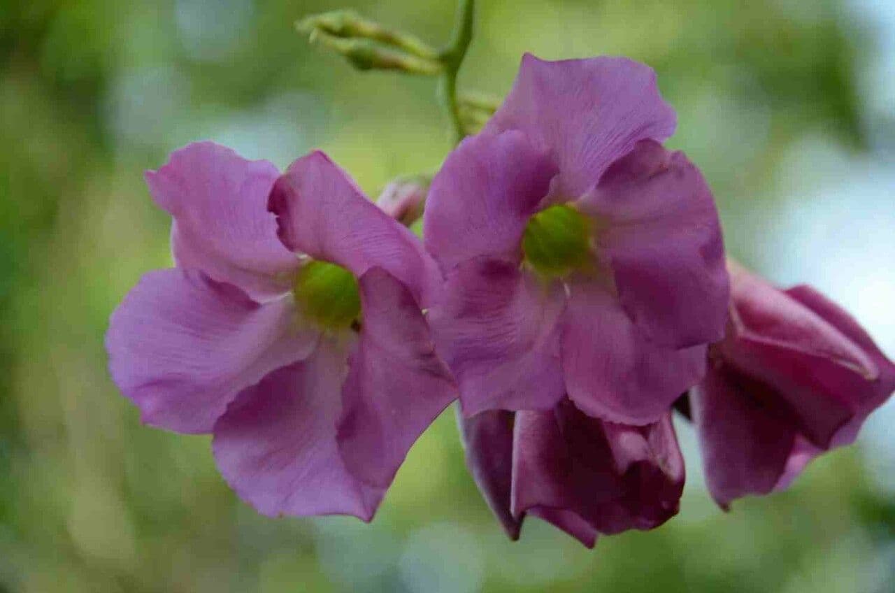 Temnadenia violacea 2