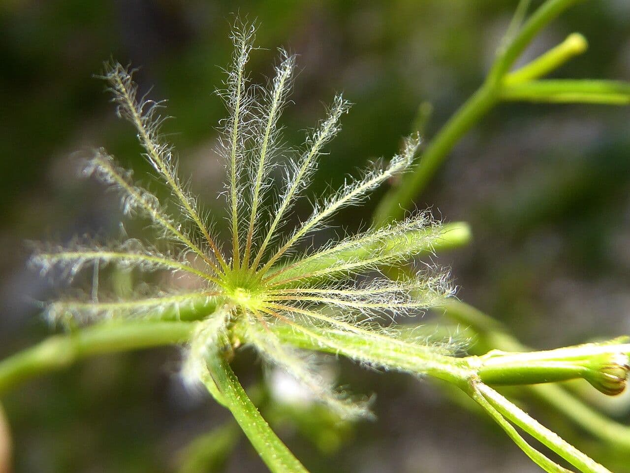 Dwarf valerian 5