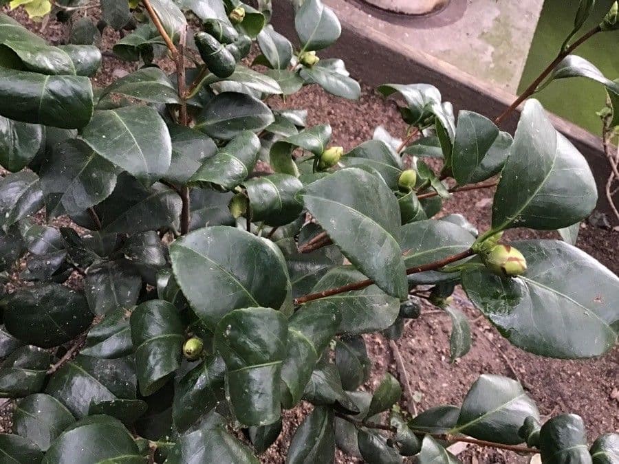 Camelia sasanqua 17