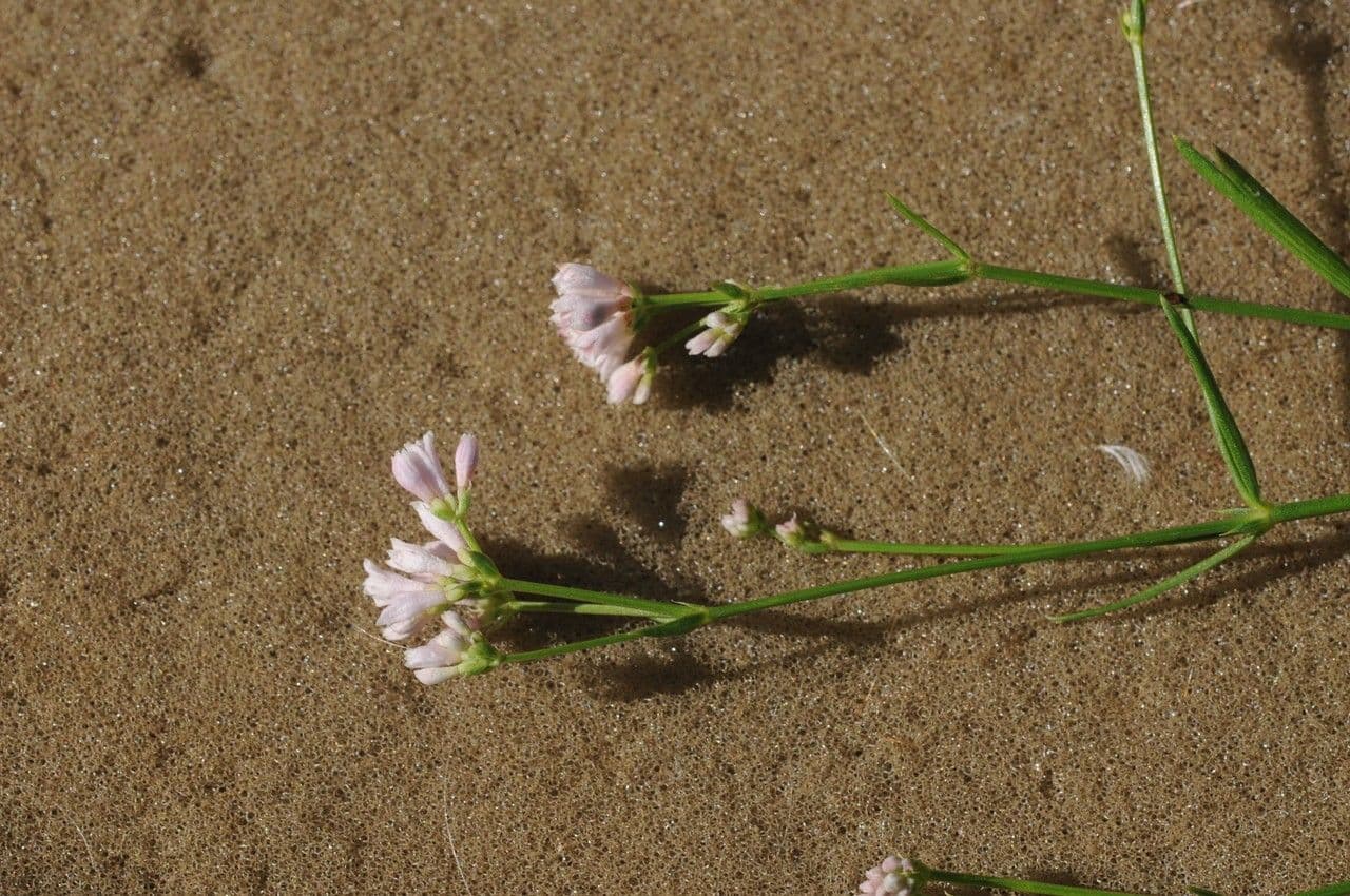 Asprella tintoria 4