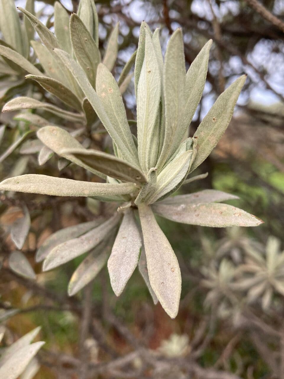 Linochilus 14