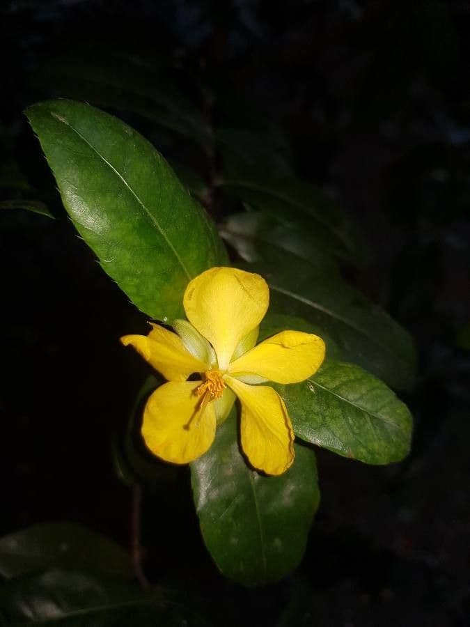 Ochna serrulata 8