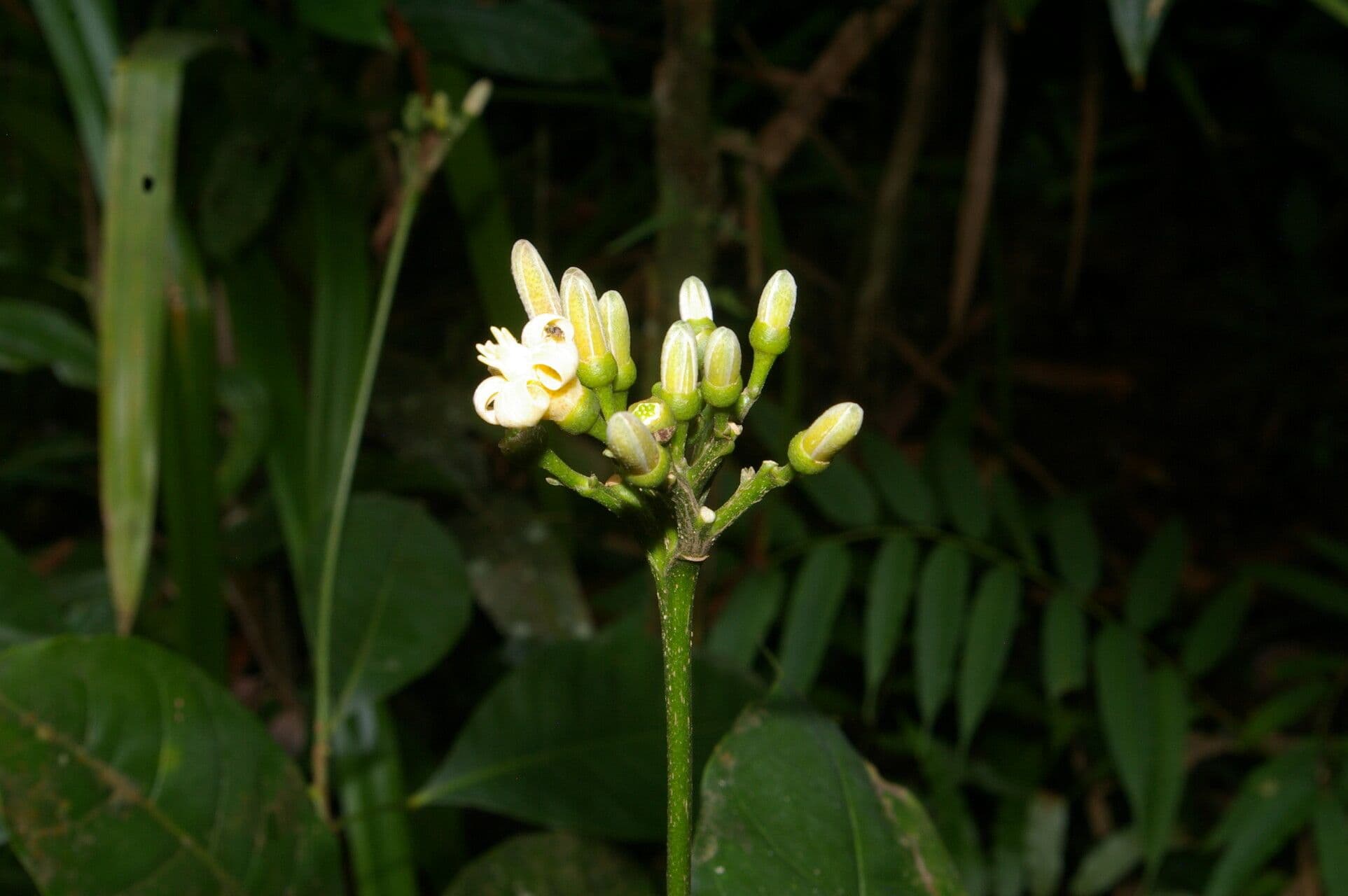 Conchocarpus 5